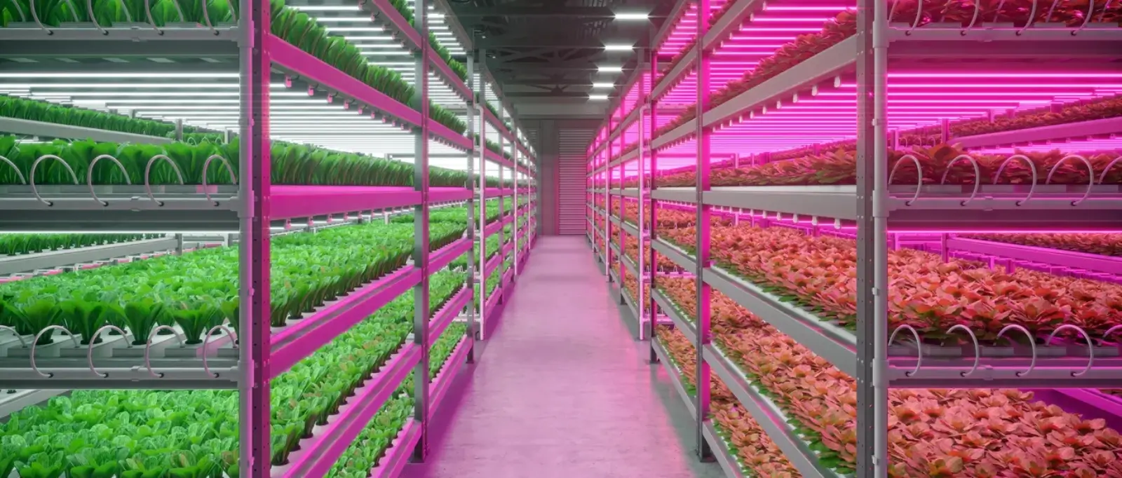 horticulture lighting (1).webp