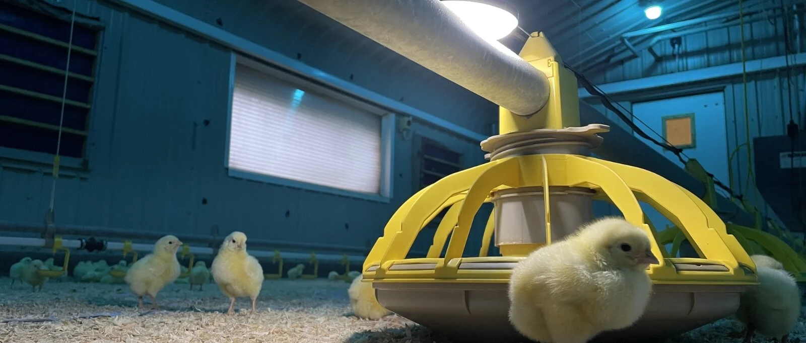 poultry-lighting (1) (1).webp