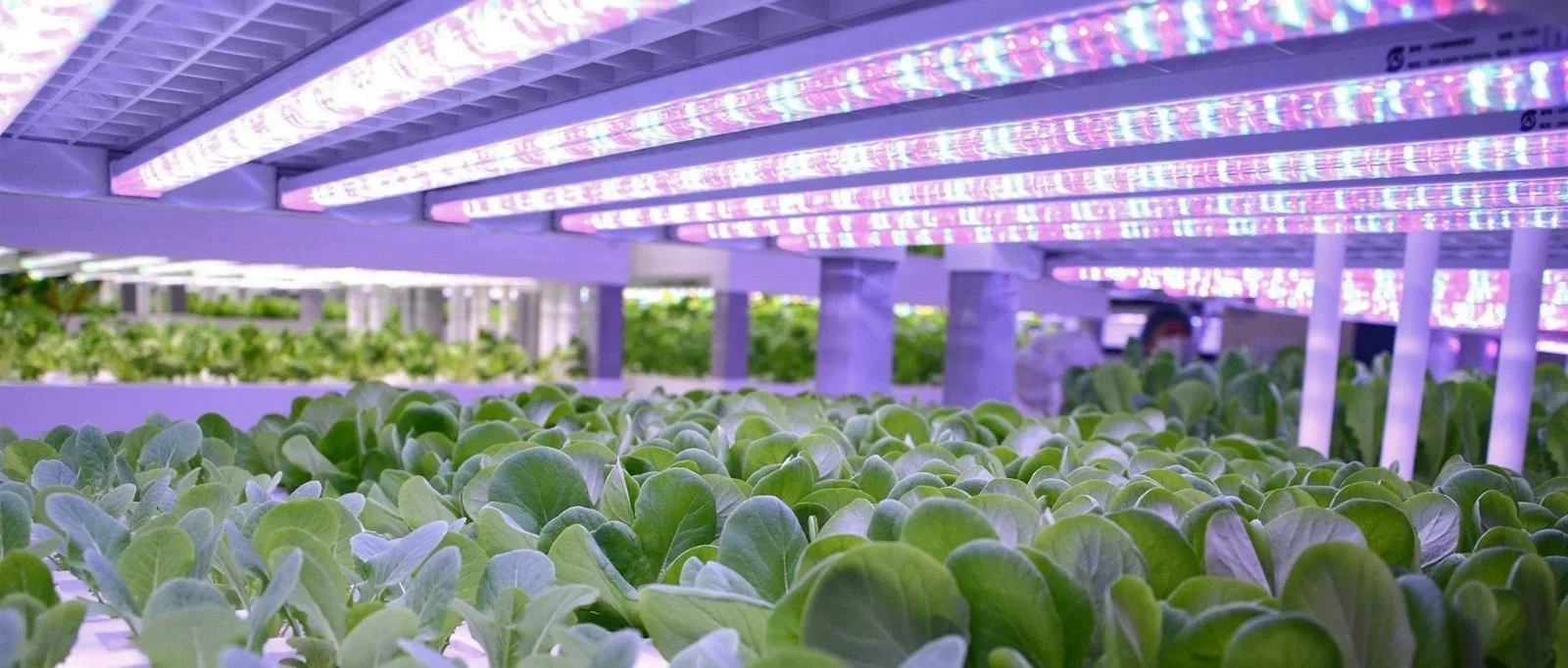 horticulture-lighting (17).webp